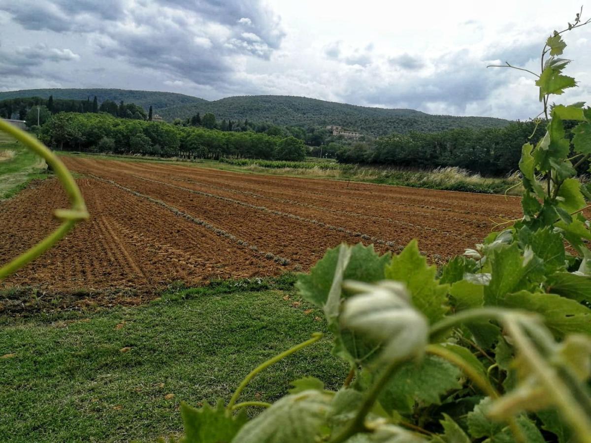 Claudia Vacanza Toscana - Appartamento Nocciolo- 10 Min Da Siena Malignano Exteriér fotografie