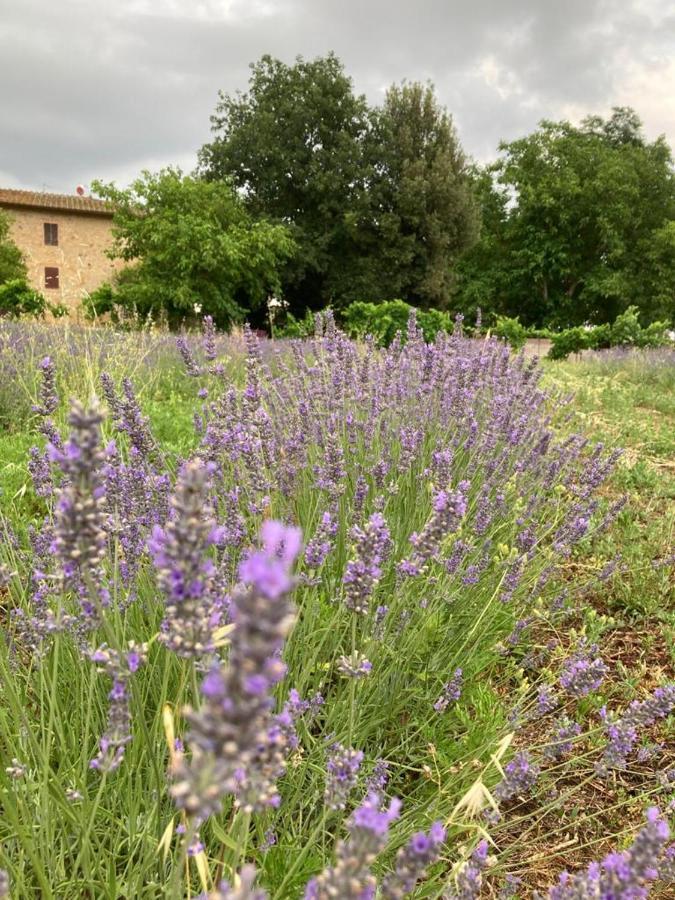Claudia Vacanza Toscana - Appartamento Nocciolo- 10 Min Da Siena Malignano Exteriér fotografie